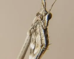 Empussa pennata