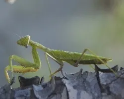 Sphodromantis viridis
