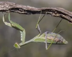 Sphodromantis viridis