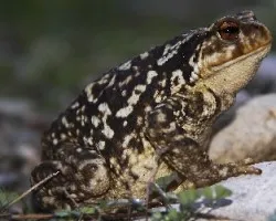 Bufo-bufo