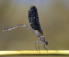 Calopteris haemorrhoidalis