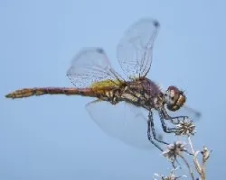 Trithemis annulata
