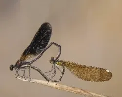 Calopteris haemorrhoidalis