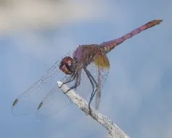 Trithemis annulata