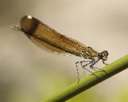 Calopteris haemorrhoidalis