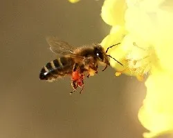 Abeja volando