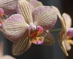 Phalaenopsis sp