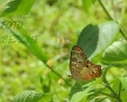 mariposas
