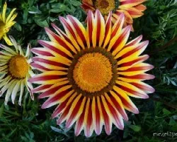 Gazania