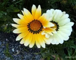 Gazania