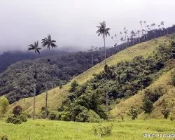 Caminata valle del cocora