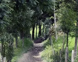 Caminata valle del cocora