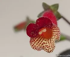 Kohleria bogotensis