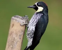 Melanerpes formicivorus