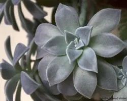 Graptopetalum paraguayense
