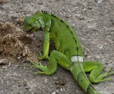 Iguana iguana dándose un festin