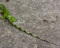 Iguana iguana dándose un festin