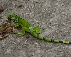 Iguana iguana dándose un festin