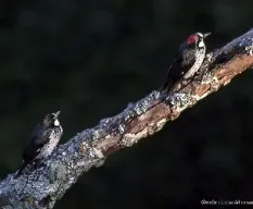 Melanerpes formicivorus