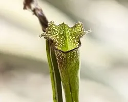Sarracenia 