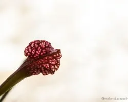 Sarracenia 