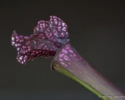Sarracenia 