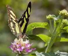 Siproeta stelenes biplagiata  