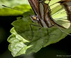 Siproeta stelenes biplagiata