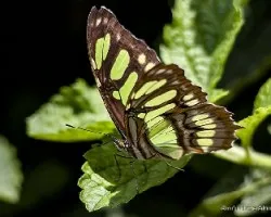 Siproeta stelenes biplagiata