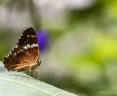 MARIPOSA