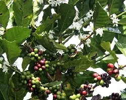 Coffea arabica