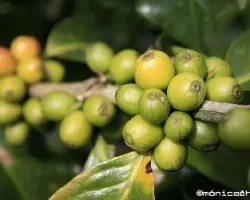 Coffea arabica