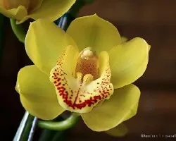 Cymbidium 