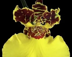 Oncidium sp