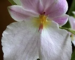 Miltoniopsis vexillaria