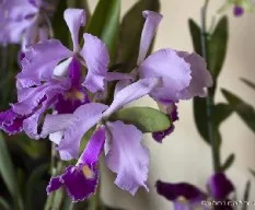Cattleya trianae