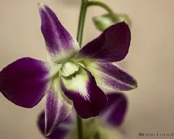 Dendrobium Phalaenopsis Sonia