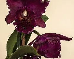 Cattleya trianae
