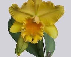 Cattleya trianae
