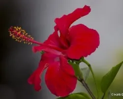 Hibiscus