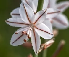 Asphodelus fistulosus