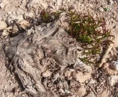 La fuerza de la naturaleza