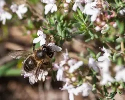 Thymus vulgaris
