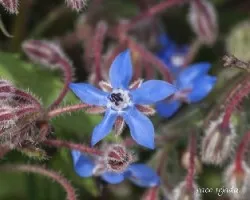 Borago officinalis