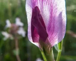 Pequeña flor silvestre