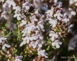 Thymus vulgaris