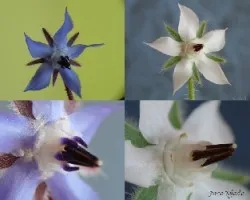Borago officinalis