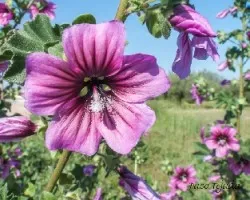 Flores de malva