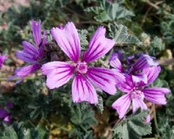 Flores de malva