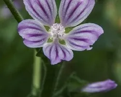Flores de malva